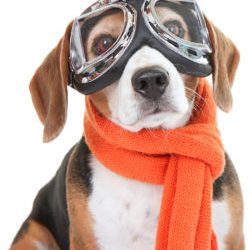 IMPORTANT: Access to shelter and clinic will be limited Oct. 14 and 15