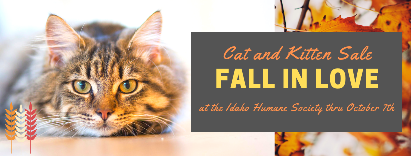 Fall in Love Cat Sale