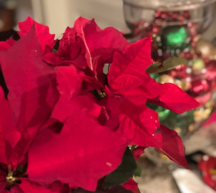 Holiday seaon toxic plants to keep away from your pets