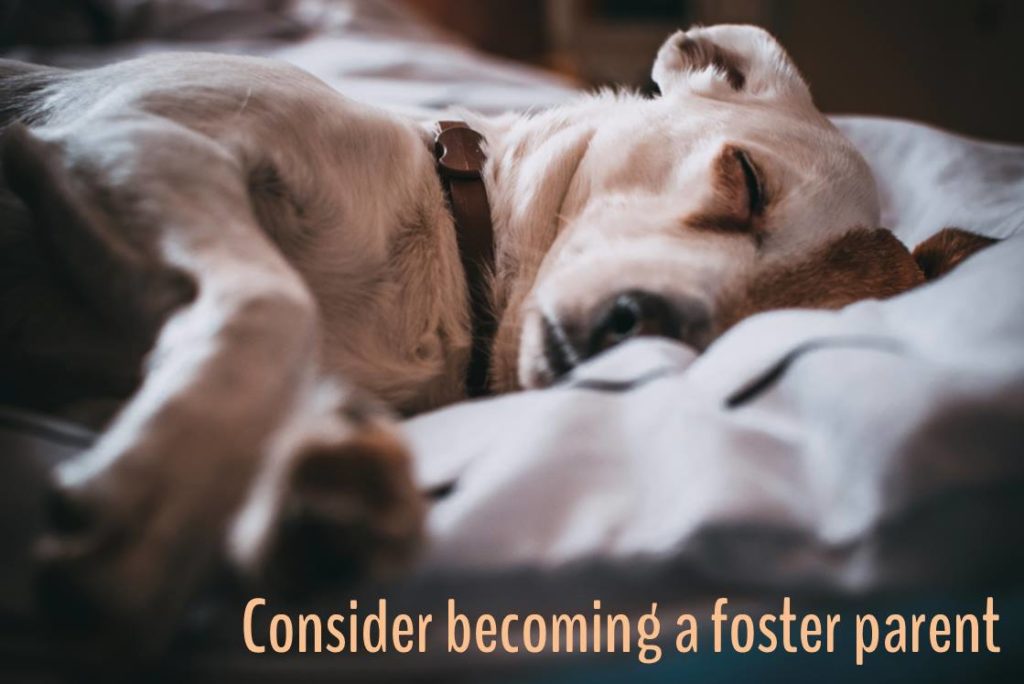 How to become a foster parent for dogs or cats