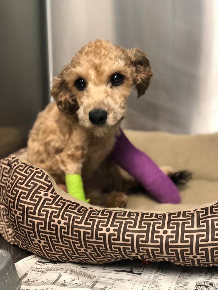 Ever consider fostering a dog or cat? Boise couple has helped find homes for nearly 200