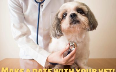 New Year’s Resolutions for your pet