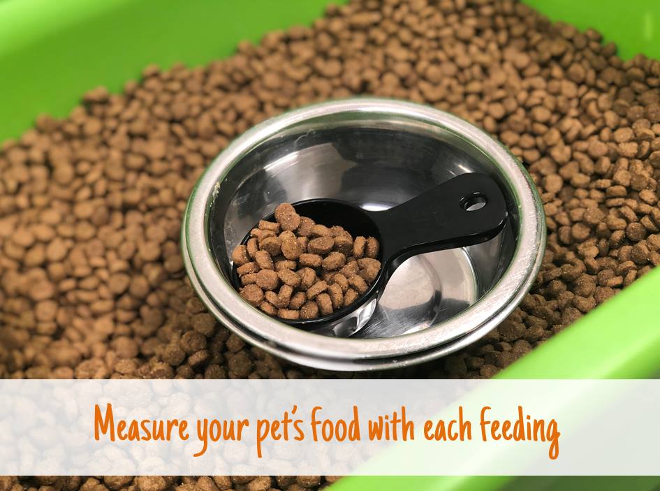 Why you should measure your pet's food