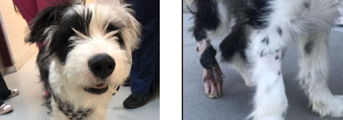 Help animals like Rudy and Patrick find a home