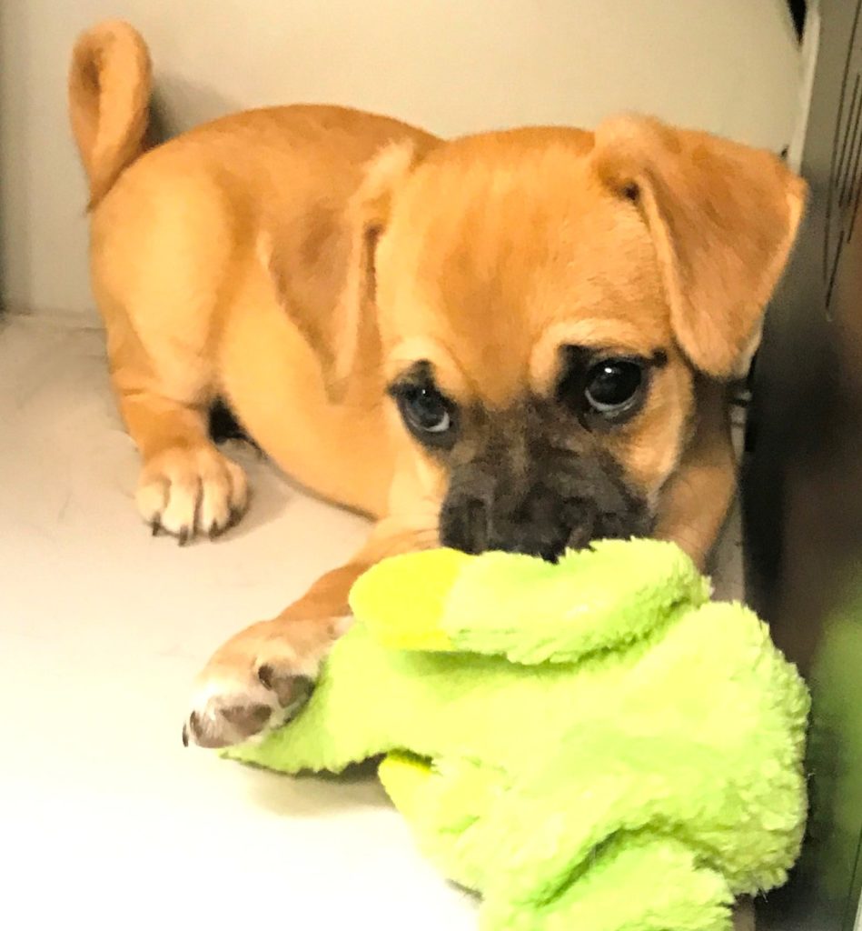 Puppy sales banned at Cabela’s parking lot after dog with parvo was sold there