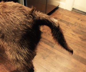 How to help your dog thrive this spring!