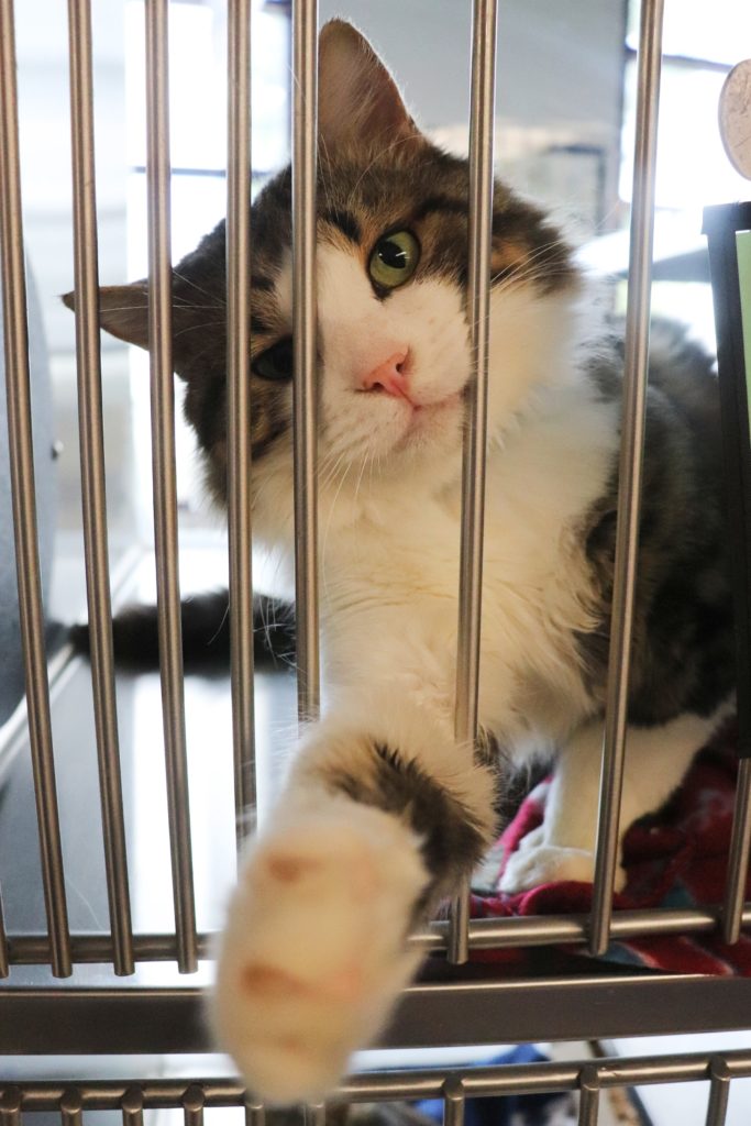 Boise city code on animals could soon change. What that means for your furry friends