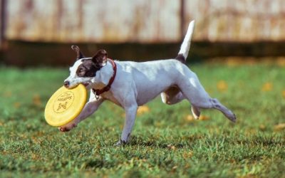 Meridian to consider boosting off-leash dog fines