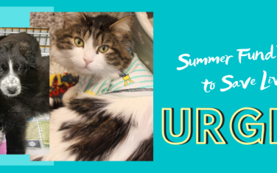 Summer Drive to Save Lives