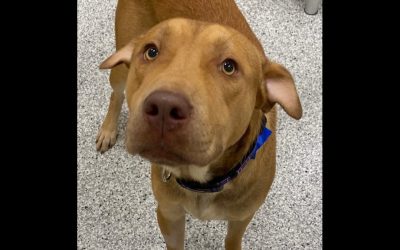 Lots of dogs, puppies in Boise need forever homes