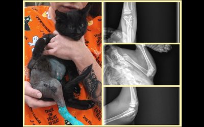 Kitten thrown from car in Kuna recovering after surgery