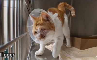 Kitten found in Boise with a crossbow bolt shot through its eye, lodged in skull