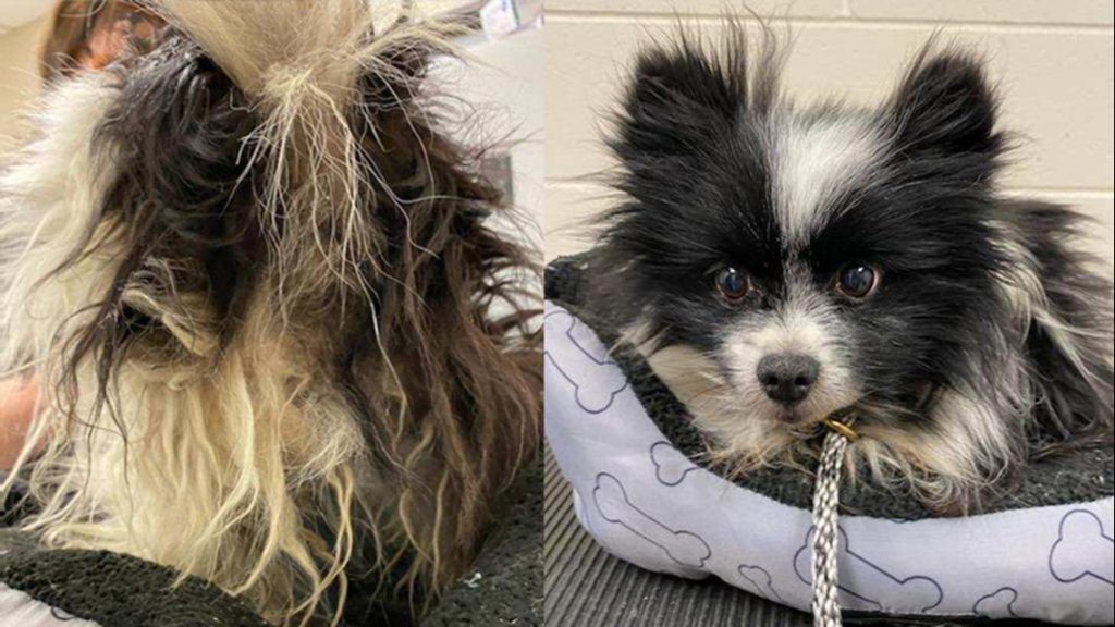 What to Feed a Puppy First Month After Adoption: Essential Guide