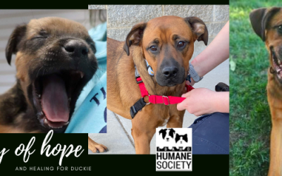 A new life for Duckie