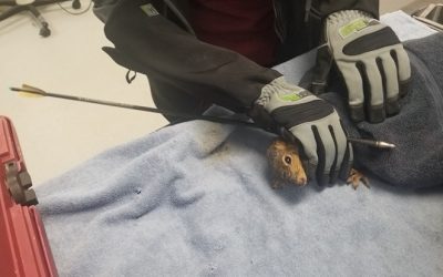 A squirrel in Boise was shot with an arrow. What happened when people acted to save it