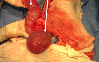 Loki’s Surgery Photos (Warning: Graphic)