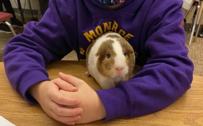 Idaho Humane Society looking for elementary students to foster rodents
