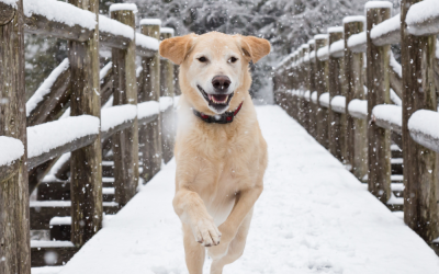 Idaho Humane Society offers cold weather tips for pet owners