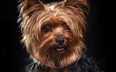 Massive Crowd Gathers To Adopt Idaho’s Most Popular Dog