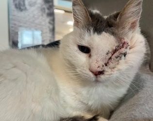 Idaho Humane Society trying to find 20 year-old cat a home
