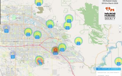 ‘Bench Bunny’ overpopulation causes property damage and ongoing frustration for Boise Bench residents